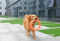 无棣家庭伴侣犬 宠物犬行为纠正 孙亮训练学校