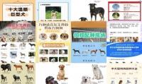 狗狗死了咋处理