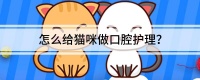 怎么给猫咪做口腔护理？