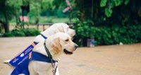犬类饲养员必读的书籍（提升饲养技能与犬类健康知识的必备读本）