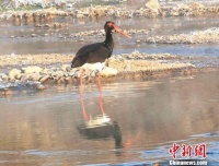 甘肃平凉泾河湿地发现国家一级保护动物黑鹳