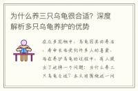 为什么养三只乌龟很合适?深度解析多只乌龟养护的优势
