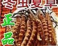 临沂专业的宠物猫空运公司