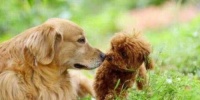 金毛犬饲养全攻略（以正确的饲养方法打造快乐的宠物生活）