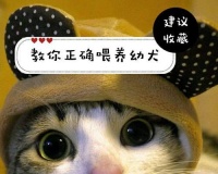 狗狗饲养照顾全攻略（让你轻松掌握技巧！）