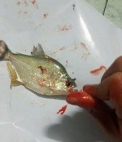 男子把食人鱼当做宠物鱼来养,结果令人不寒而栗