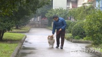 养狗的叫铲屎官吗