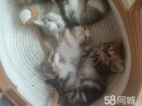 西双版纳勐腊雨林广场宠物赠送/领养电话