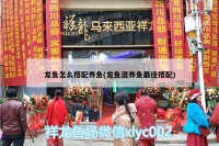 龙鱼怎么搭配养鱼(龙鱼混养鱼最佳搭配)（龙鱼怎么和龙鱼一起养？）