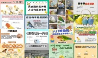 养鹦鹉新手入门要注意的几点
