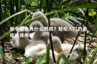 新手适合养什么鹦鹉?轻松入门的最佳选择推荐