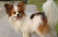 常见的宠物犬有哪些品种,常见犬种详尽解析
