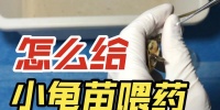 龟苗饲养的合理喂食频率与数量（养龟初学者必读！龟苗喂食的正确方法与注意事项）