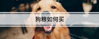 狗粮如何买
