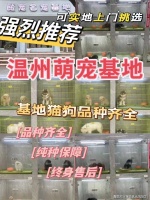 温州买银渐层猫哪里比较实惠?温州这里买银渐层猫基地直销更实惠