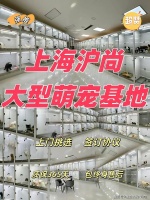 上海买布偶猫哪里有实体店?上海这里是优质选布偶猫地,宠物界的天堂!