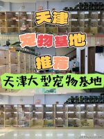 天津买英短蓝金猫哪里靠谱?天津这里买英短蓝金猫靠谱推荐,售后无忧!