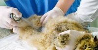 公猫照顾小猫,真的是天性吗(探究公猫照顾小猫的原因和行为特征)