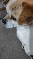 狗丢了怎么办？4个地方帮你快速找回爱犬！