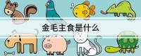金毛主食是什么
