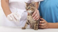 猫的疫苗都有猫的疫苗都有哪些哪些