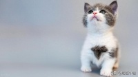 猫咪疫苗全攻略!这3针不打等于埋雷,90%养猫人都搞错了时间
