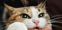 如何为宠物猫咪打疫苗(疫苗证书)