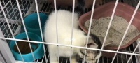 如何妥善保存猫咪疫苗(宠物健康重要性)