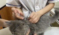 不给宠物猫咪打疫苗可能会带来致命后果(千万别因小失大)