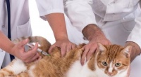 宠物小猫生下来多久需要打疫苗?