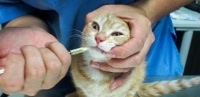 为宠物猫咪打疫苗,选择何种牌子最好(猫咪疫苗的选择)