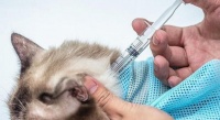 猫咪打完疫苗后的过敏处理方法(宠物爱好者必读!如何应对猫咪打完疫苗后的过敏?)