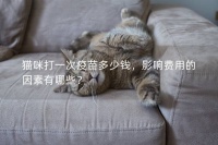 猫咪打一次疫苗多少钱,影响费用的因素有哪些?