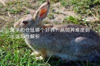 兔子和仓鼠哪个好养?从饲养难度到生活习性解析