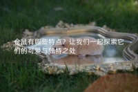 仓鼠有哪些特点?让我们一起探索它们的可爱与独特之处
