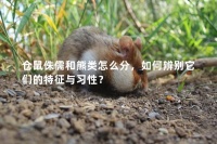 仓鼠侏儒和熊类怎么分,如何辨别它们的特征与习性?