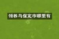 领养鸟保定市哪里有