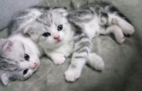 猫咪免费领养？花了3000元没见着猫