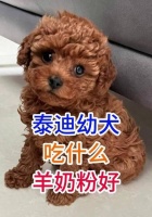泰迪成犬的主要饮食(营养均衡的饮食对泰迪成犬的重要性)
