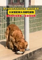 成狗的饮食需求及适宜食物（了解成狗的饮食要求，让你的宠物吃得健康快乐）