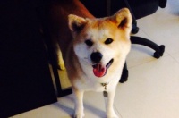 泰迪几个月算成犬