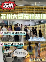 苏州买拉布拉多犬哪里有实体店？苏州这里是优质选拉布拉多犬地，宠物界的天堂！