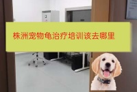 武汉株洲宠物乌龟治疗培训去哪培训好武汉没有基础能学好畜牧兽医培训机构吗