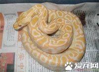 黃金蟒是保護動物嗎 屬於國家一級保護動物