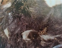 宠物身上有跳蚤虱子不用怕，农村人有妙招，在家轻松搞定!