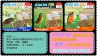 浅谈鸟类的饮食知识