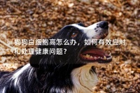 狗狗白细胞高怎么办,如何有效应对和处理健康问题?