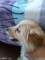 狗狗耳朵怎么这么黄呀?是健康问题吗?