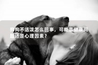 狗狗不活泼怎么回事,可能是健康问题还是心理因素?