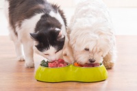 猫狗经常犯病,大多是这7个不良饲养习惯造成的